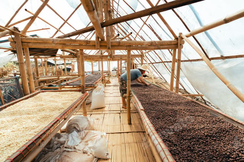 Preview: Coffee beans are dried in the greenhouse.