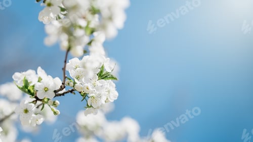 Preview: Branches of blossoming cherry macro with soft focus Easter and spring greeting cards. Springtime