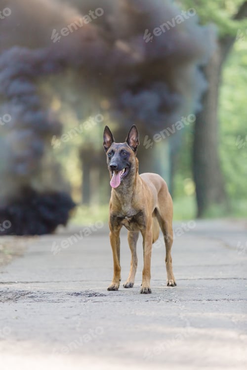 Preview: Belgian Shepherd Malinois dog outdoor. Dog with colorful smoke