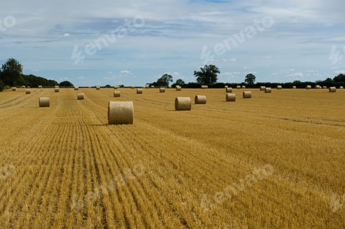 Preview: A field of stubble after the harvest cut, and round straw bales.