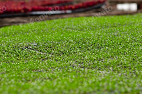 Preview: Seedlings at a plant nursery.