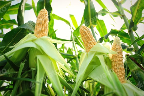 Preview: Ripe corn cobs in field on sunny day