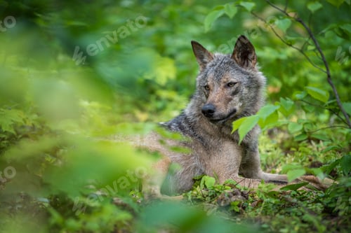 Preview: Wolf portrait in summer forest. Wildlife scene from nature