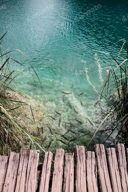Preview: Fishes in a lake