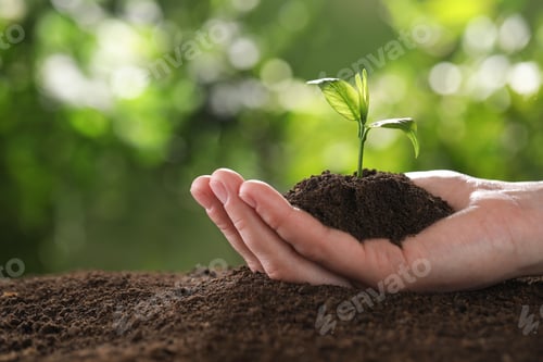 Preview: Woman holding young green seedling in soil against blurred background, closeup with space for text