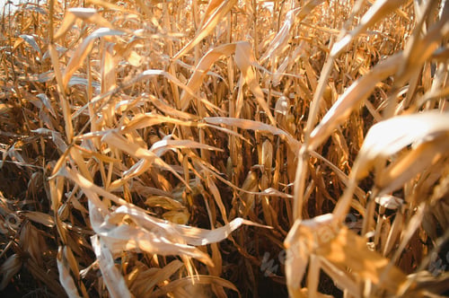 Preview: Agricultural field on which grow and change the color of ripe corn