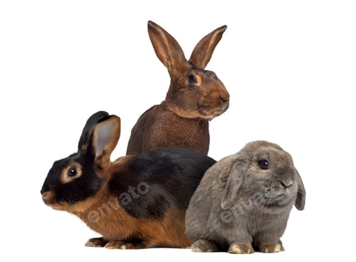 Preview: Black fire Rabbit,Belgian Hare and Holland Lop rabbit isolated on white