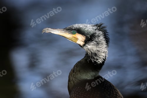 Preview: Close up view of great cormorant (Phalacrocorax carbo)