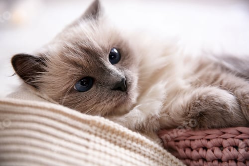Preview: Portrait of cute cat, closeup. Warm and cozy winter