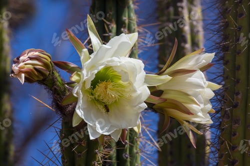 Preview: Cactus Flowers Blooming in Desert Sunlight