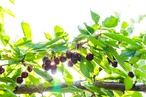 Preview: Ripe cherries on a tree branch