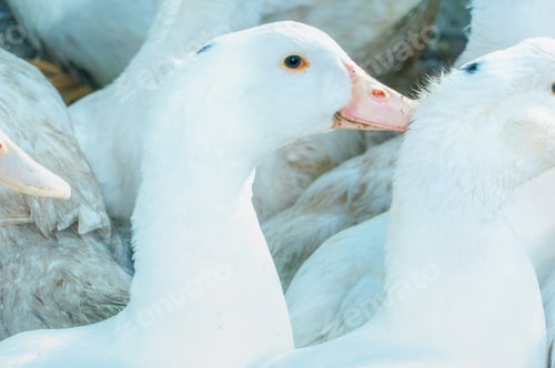 Preview: Flock of white domestic geese. Ranch duck Feeding