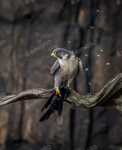 Preview: A Peregrine Falcon Hunting for Birds