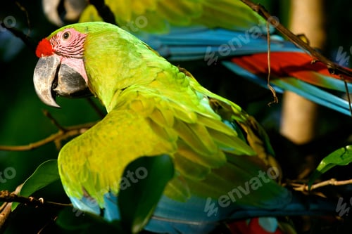 Preview: Closeup of a green tropical parrot perched on a tree branch