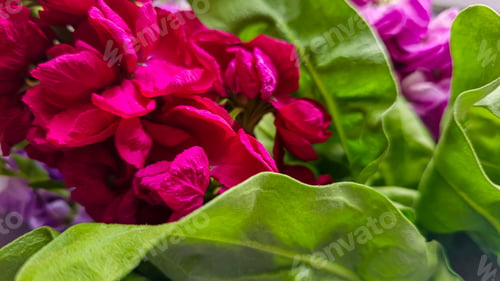 Preview: Bouquet of delicate lilac pink and red matthiola flowers on a light background.
