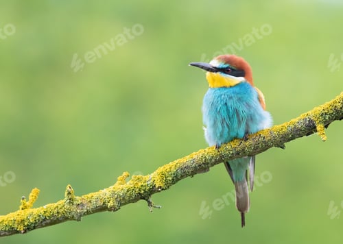 Preview: European bee-eater, merops apiaster. A bird sits on a branch on a green blurred background