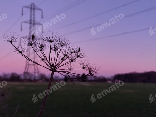 Preview: the silhouette of some flowers in the distance, with an electric tower in the background