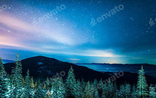 Preview: Bright slim green tall spruce trees grow on hill