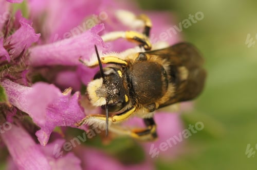 Preview: Closeup on the colorful yellow striped European woolcarder solitary, bee Anthidium manicatum