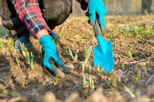 Preview: Seasonal spring gardening, woman's hands with tools on a flower bed with sprouting flowers