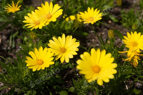 Preview: Beautiful Flowers In A Botanic Garden On A Bright Spring Day