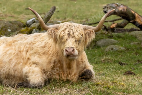 Preview: Scottish Highland cow with big horns in a field