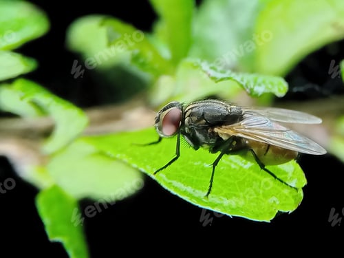 Preview: Flies