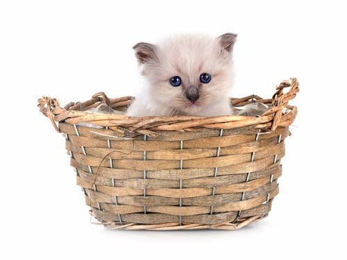 Preview: kitten birman cat in studio