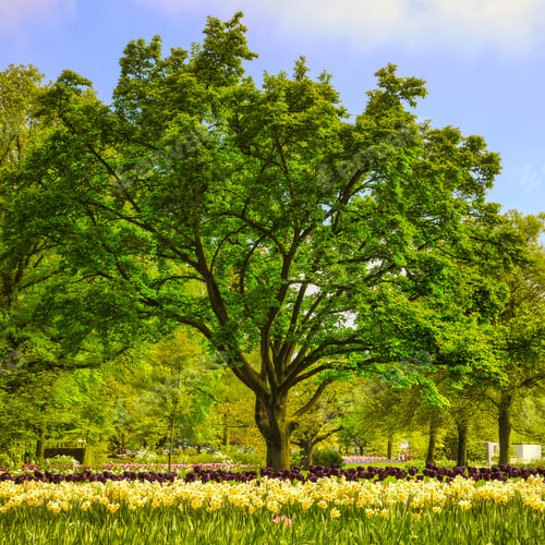 Preview: Garden in Keukenhof, tree and tulip flowers. Netherlands