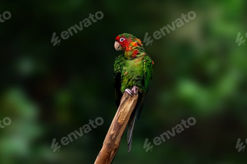 Preview: Mitred Parakeet bird (Psittacara mitratus)