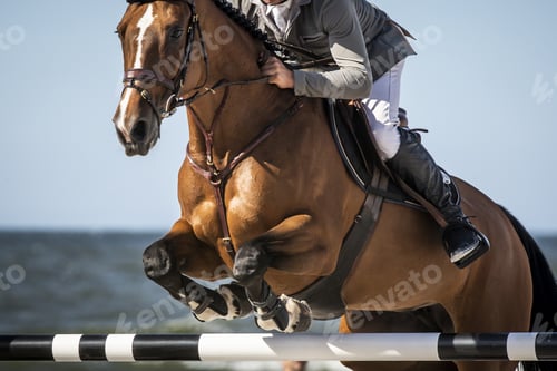 Preview: Horse Jumping, Equestrian Sports, Show Jumping themed photo.