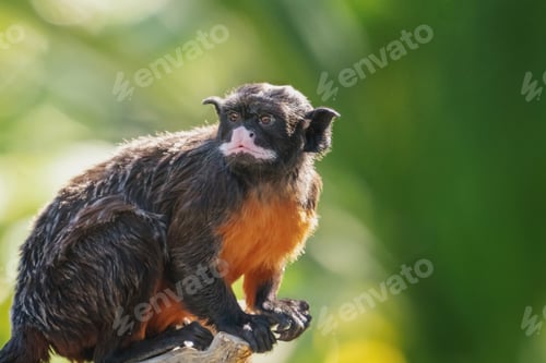 Preview: White-lipped tamarin (Saguinus labiatus) - New World Monkey