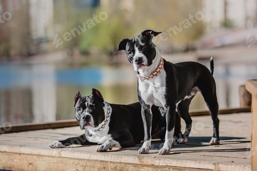 Preview: American Staffordshire terrier dog