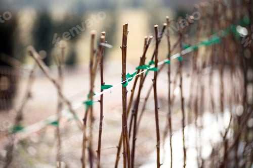 Preview: Raspberry canes cultivation in winter