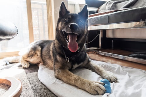 Preview: Cute dog happy on floor with chew toy