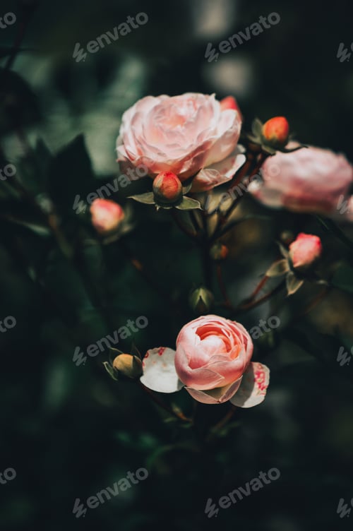 Preview: spray rose