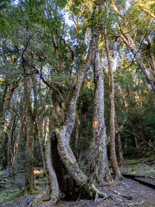 Preview: Enchanted Walk, Craddle mountain, Tasmania