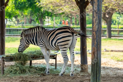 Preview: Zebra Eating Hay Under Shelter