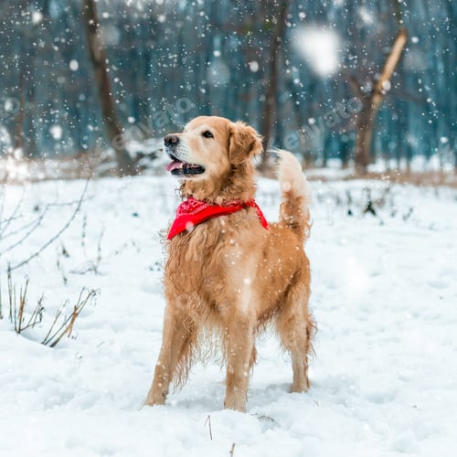 Preview: golden retriever walk in the park
