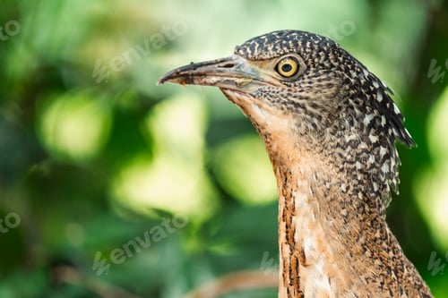 Preview: Malayan Night Heron, This Stunning Bird Showcases a Beautiful Blend of Black