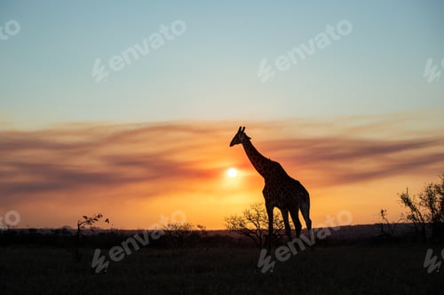 Preview: A silhouette of a giraffe, Giraffa, sunset backround.