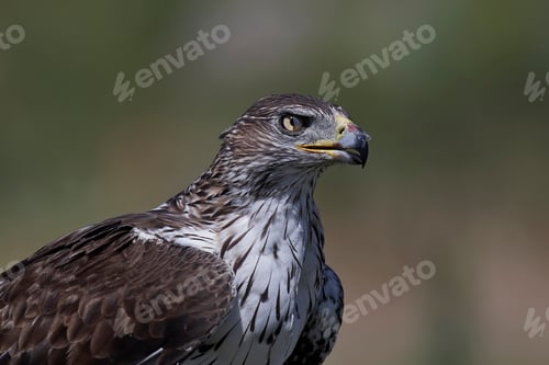 Preview: Bonellis eagle (Aquila fasciata)