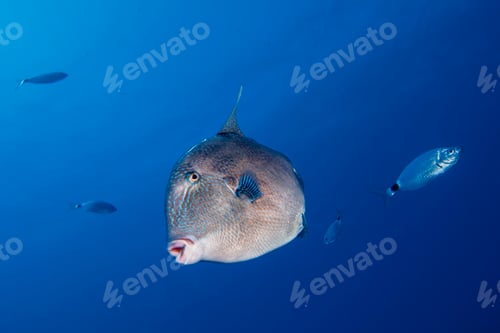 Preview: Grey triggerfish from the Mediterranean