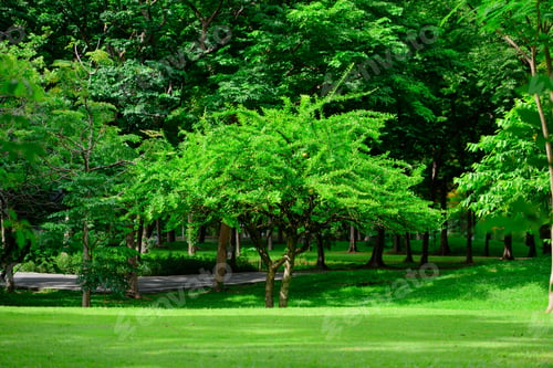 Preview: City park with walking path and green zone trees