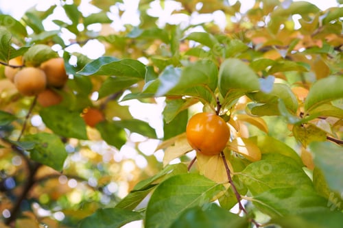 Preview: Ripe orange persimmon hangs on branches among yellowing autumn foliage in the garden