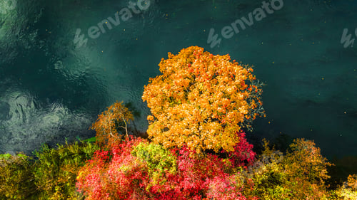 Preview: Tree with yellow leaves above the Brda River.