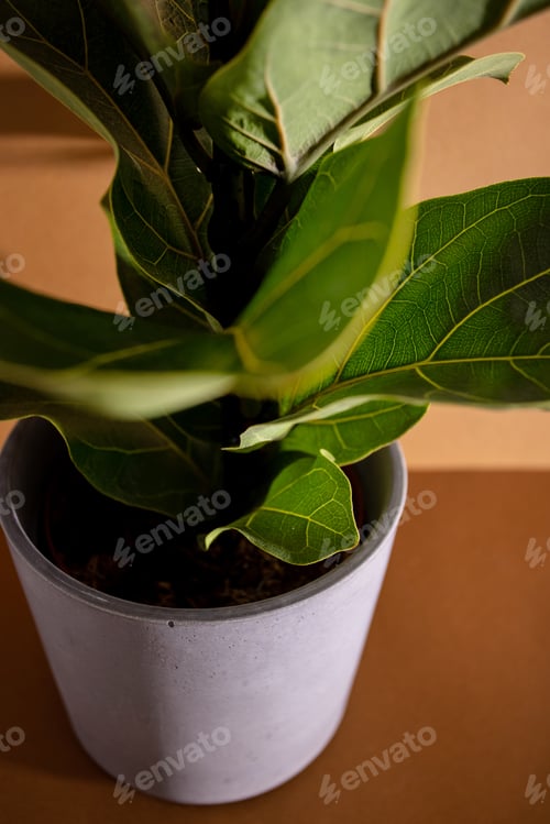 Preview: Green leaves of Fiddle Fig or Ficus Lyrata. Fiddle-leaf fig tree