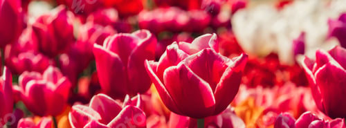 Preview: Pink Tulip flowers blooming in the garden field landscape. Beautiful spring garden with many red