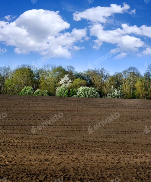 Preview: Decorative pattern of arable land and flowering trees