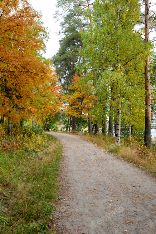 Preview: Autumn season forest landscape maple yellow leaves on the ground. Footpath in the park